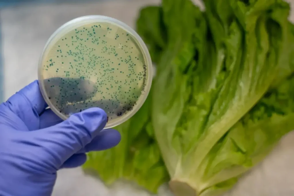 Bakterie coli w sałacie