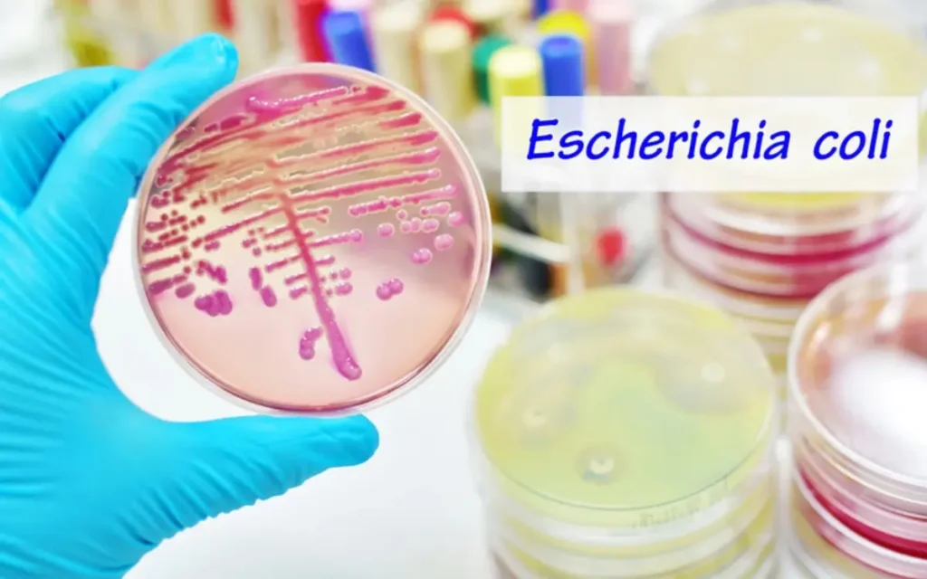 Ilustracja bakterii Escherichii Coli. Źródło: Canva.com